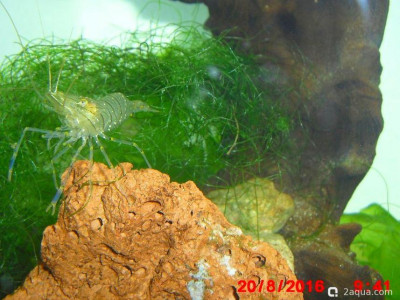 Фото Маленький кусочек моря (photo#157115)