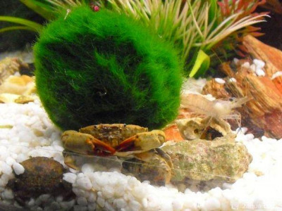 Фото Маленький кусочек моря (photo#157116)