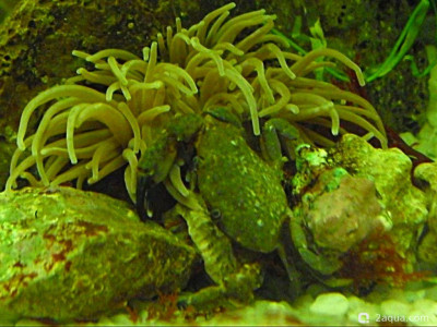 Фото Маленький кусочек моря (photo#157128)