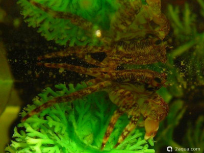 Фото Маленький кусочек моря (photo#157137)