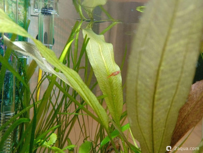 Фото Кубик для кухни 15 литров Ленчик  (photo#157152)