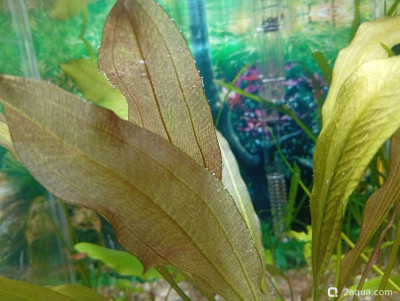 Фото Кубик для кухни 15 литров Ленчик  (photo#157155)