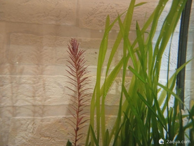 Фото Третий, экспериментальный аквариум на 60 литров Ленчик  (photo#157156)