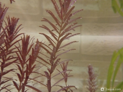 Фото Третий, экспериментальный аквариум на 60 литров Ленчик  (photo#157157)