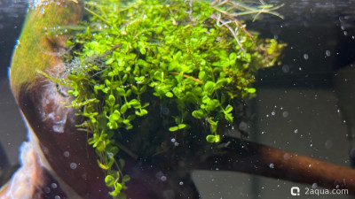 Фото Подводный Романтик. Мой аквариум Fluval Roma 120 литров Zlatka  (photo#157158)