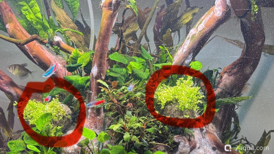 Фото Подводный Романтик. Мой аквариум Fluval Roma 120 литров Zlatka  (photo#157159)