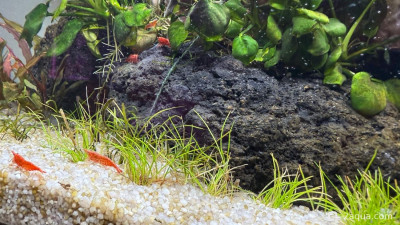 Фото Подводный Романтик. Мой аквариум Fluval Roma 120 литров Zlatka  (photo#157160)