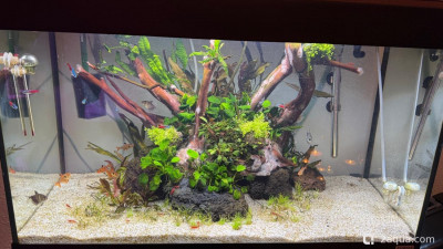 Фото Подводный Романтик. Мой аквариум Fluval Roma 120 литров Zlatka  (photo#157161)