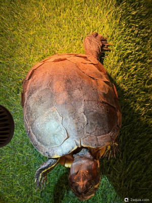 Фото Панцирь облазит красноухая черепаха (photo#157165)