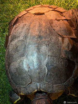 Фото Панцирь облазит красноухая черепаха (photo#157166)