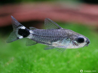 Фото Топ-10 рыбок для аквариума 40 литров: кого выбрать новичку? (photo#157168)