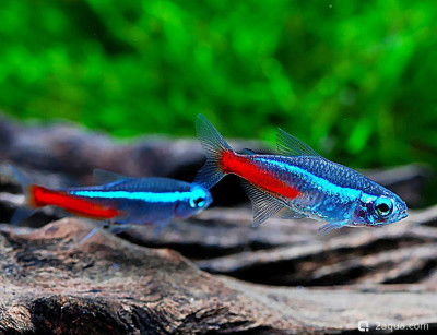 Фото Топ-10 рыбок для аквариума 40 литров: кого выбрать новичку? (photo#157169)