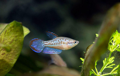 Фото Топ-10 рыбок для аквариума 40 литров: кого выбрать новичку? (photo#157171)