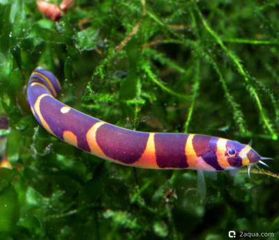 Фото Топ-10 рыбок для аквариума 40 литров: кого выбрать новичку? (photo#157172)