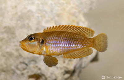 Фото Топ-10 рыбок для аквариума 40 литров: кого выбрать новичку? (photo#157173)