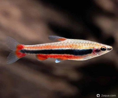 Фото Топ-10 рыбок для аквариума 40 литров: кого выбрать новичку? (photo#157174)