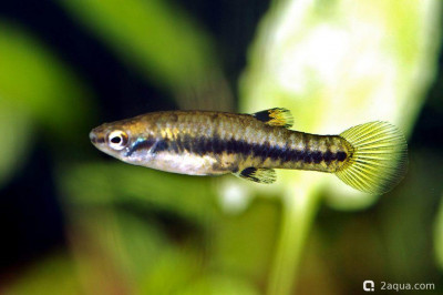 Фото Топ-10 рыбок для аквариума 40 литров: кого выбрать новичку? (photo#157175)