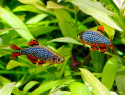 Фото Топ-10 рыбок для аквариума 40 литров: кого выбрать новичку? (photo#157176)