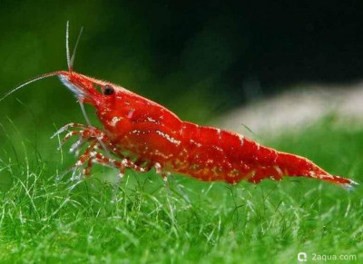 Фото Топ-10 рыбок для аквариума 40 литров: кого выбрать новичку? (photo#157177)