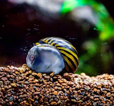 Фото Топ-10 рыбок для аквариума 40 литров: кого выбрать новичку? (photo#157178)