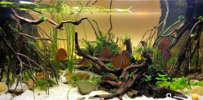 Фото Акваскейп для дискусов: воссоздаем природный биотоп Амазонки (photo#157179)