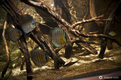 Фото Акваскейп для дискусов: воссоздаем природный биотоп Амазонки (photo#157180)