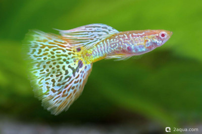 Фото Разведение гуппи: полное руководство по уходу, селекции и выращиванию мальков (photo#157184)