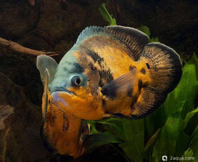 Фото Кормление астрoнотусов: рацион и правильный режим (photo#157185)