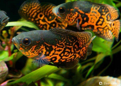 Фото Кормление астрoнотусов: рацион и правильный режим (photo#157186)