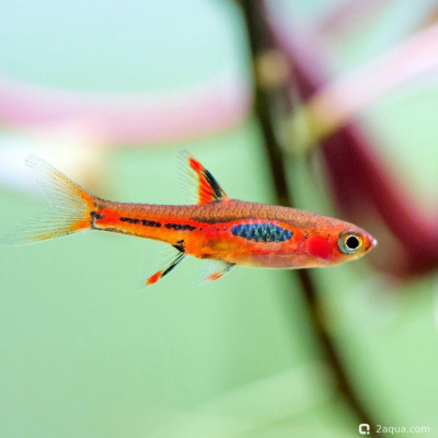 Фото Расбора бригитты: руководство по содержанию и разведению чили-расборы (photo#157188)