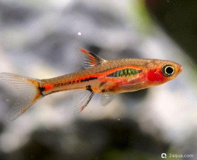 Фото Расбора бригитты: руководство по содержанию и разведению чили-расборы (photo#157189)