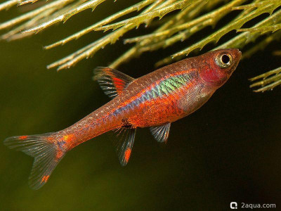 Фото Расбора бригитты: руководство по содержанию и разведению чили-расборы (photo#157191)