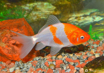 Фото Селекционные золотые рыбки: обзор популярных пород от оранды до ранчу (photo#157192)