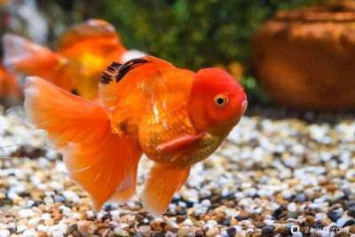 Фото Селекционные золотые рыбки: обзор популярных пород от оранды до ранчу (photo#157193)