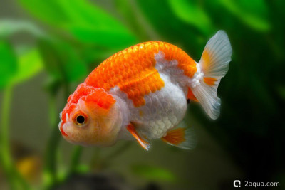 Фото Селекционные золотые рыбки: обзор популярных пород от оранды до ранчу (photo#157194)