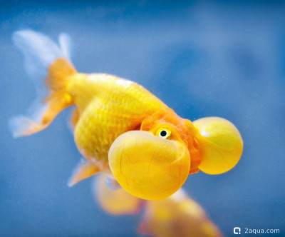 Фото Селекционные золотые рыбки: обзор популярных пород от оранды до ранчу (photo#157197)