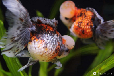 Фото Селекционные золотые рыбки: обзор популярных пород от оранды до ранчу (photo#157199)