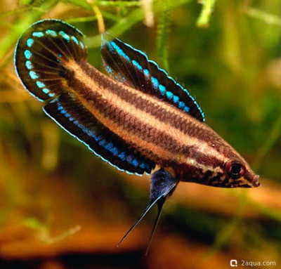 Фото Аквариум c опавшими листьями - содержание и разведение лакричных гурами (photo#157200)