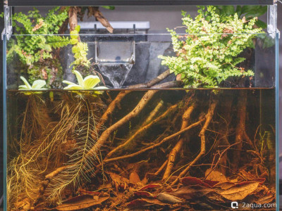 Фото Аквариум c опавшими листьями - содержание и разведение лакричных гурами (photo#157201)