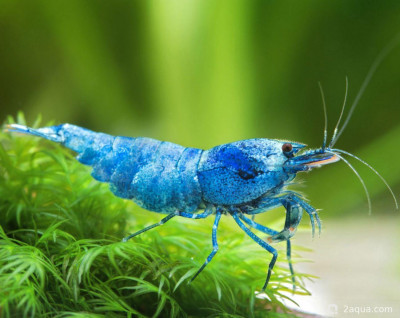 Фото Первый аквариум для креветок (photo#157204)