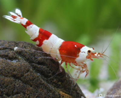 Фото Первый аквариум для креветок (photo#157205)