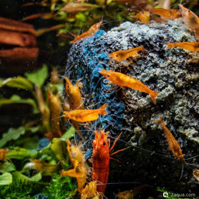 Фото Первый аквариум для креветок (photo#157206)