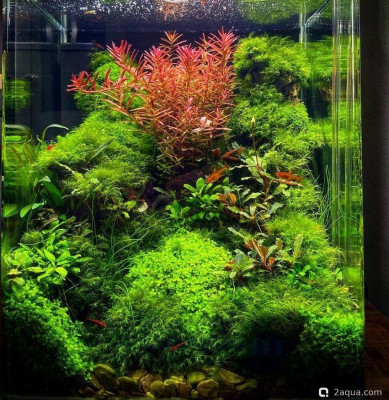 Фото Первый аквариум для креветок (photo#157207)