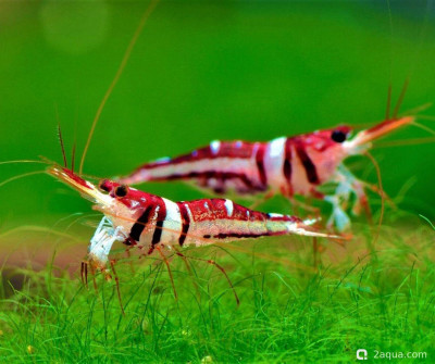 Фото Первый аквариум для креветок (photo#157208)