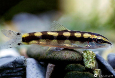 Фото Карликовая боция (photo#157209)