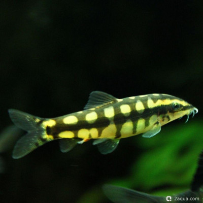 Фото Карликовая боция (photo#157211)