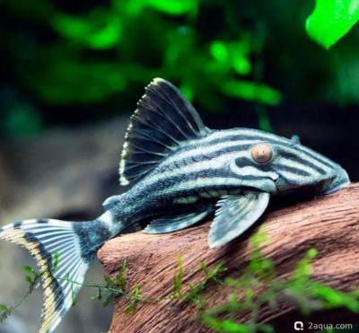 Фото Сомы-древоеды и сомы-банджо: особенности питания ксилофагов (photo#157213)