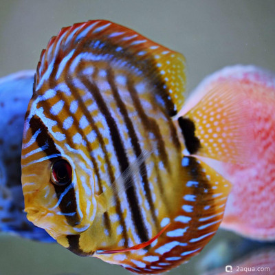 Фото Почему видов дискусов так мало? (photo#157215)