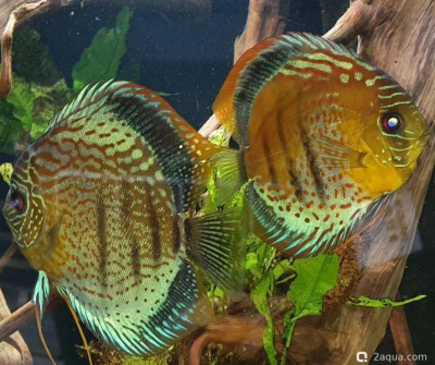 Фото Почему видов дискусов так мало? (photo#157216)