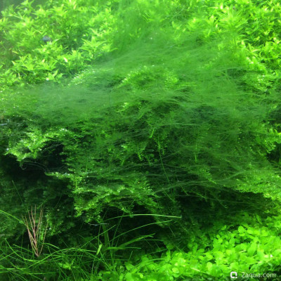 Фото Как избавиться от нитчатых водорослей в аквариуме (photo#157218)